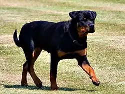 A Rottweiler appearing to be trotting