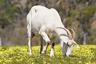 A goat feeding in a field of capeweed, toxic to most stock animals