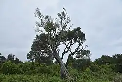 A tree in a grassy enviroment