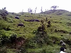 Buffaloes grazing in Dudhatoli