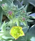 Inflorescence with developing buds, showing detail of interior of a single open flower, Davies Alpine House, Kew Gardens