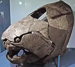 Extinct Dunkleosteus terrelli, showing 4 ossicles in the ring characteristic of the Arthrodira.