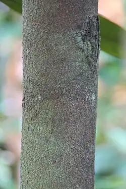 Trunk