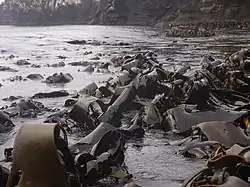 D. fenestrata growing in the Antipodes Islands