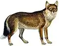 Falkland Islands wolf (Dusicyon australis)