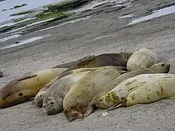 Photo of seven adult and juvenile southern elephant seals packed closely on beach