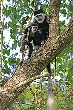 C. g. occidentalis with juvenile At the Semliki Wildlife Reserve in Uganda