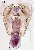 Male genitalia