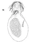 Female genitalia