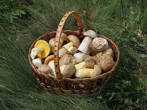 A basket of edible mushrooms from Ukraine