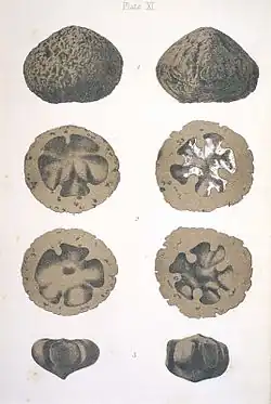 Xylocaryon lockii fossil nuts figured by Ferdinand von Mueller (1883)
