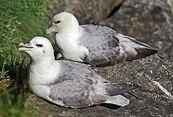 Northern fulmar, at the Norwegian bird island Runde