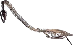 Photo of a mounted skeleton on a transparent background