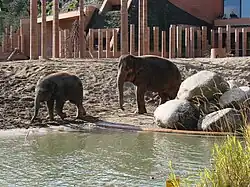 Asian elephants (Elephas maximus) in the grounds of the new Elephant House
