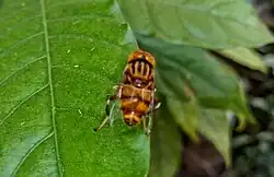 Eristalinus taeniops on a leaf of crape jasmine, in India.