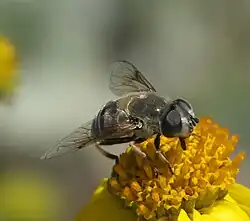 A picture of a female E. stipator. The fly's face is overall silvery-white, except for a narrow black median stripe that extends vertically along the middle of the face, from the antennae (which are about halfway up the face) upwards.