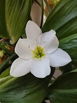 Urceolina × grandiflora