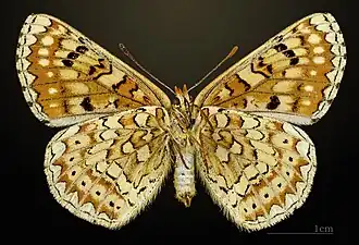 Euphydryas desfontainii desfontainii ♂ △