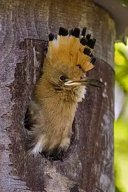 Juvenile in nest box, Hungary