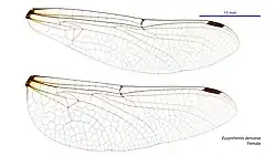 Female wings