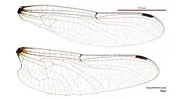 Male wings