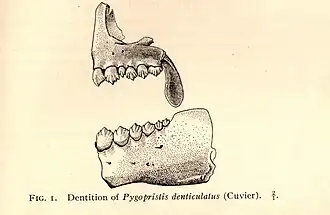 Dentition