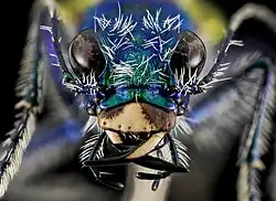 Cicindela scutellaris - the Festive Tiger Beetle, found on top of a butte in Badlands National Park in 2013