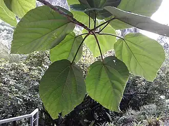 Ficus auriculata leaves[31]