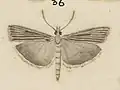Illustration of male
