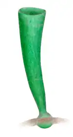 Flabellophyton lantianense