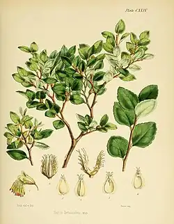 Fagus betuloides in Joseph Dalton Hooker's Flora Antarctica 1844–1846, from the Ross expedition of 1839–1843