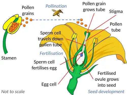 Diagram illustrating the process of fertilisation, where the ovules are fused with the sperm cells within pollen grains