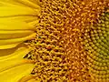 Flowers open in succession in head of a sunflower (Helianthus annuus), with ray florets forming the 'petals'