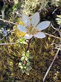 A white flower rising out of green rosette leaves, against a backdrop of moss