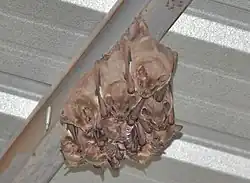 Brown bats
