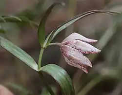 Flower of Fritillaria japonica
