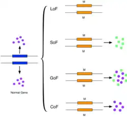Image 14This figure shows a simplified version of loss-of-function, switch-of-function, gain-of-function, and conservation-of-function mutations. (from Mutation)
