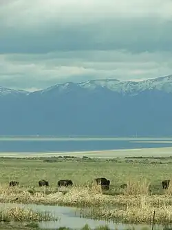 Bison near a freshwater spring on Antelope Island