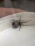 False widow spider, Steatoda sp., from a nestbox