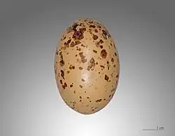 Egg