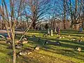 Canada geese grazing in the grass at Mount Feake Cemetery.