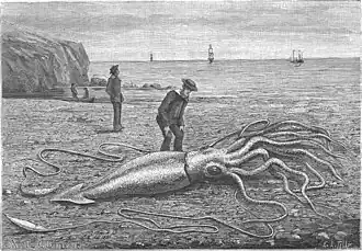 #42 (24/9/1877), A further illustration of the Catalina specimen, showing the animal after it had died (see related figure), from the 9 June 1883 issue of the French popular science magazine La Nature (Oustalet, 1883:17, fig. 1; also reproduced in Heuvelmans, 2003:fig. 103).