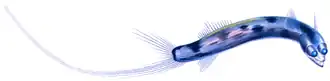 The telescopefish has large, forward-pointing telescoping eyes with large lenses.[38]