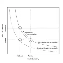 Hyperbolic relationship between insulin sensitivity and beta cell function showing dynamical compensation in "healthy" insulin resistance (transition from A to B) and the evolution of type 2 diabetes mellitus (transition from A to C).