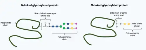 Two polypeptide chains, one with an asparagine side chain exposed and a polysaccharide attached to the nitrogen atom within asparagine. The other polypeptide has a serine side chain exposed and the core of a polysaccharide attached to the oxygen atom within serine.