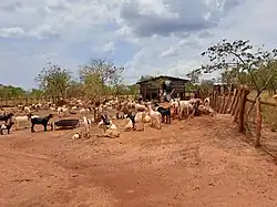Goat farming in Uganda