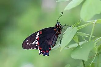 B. p. jamaicensis, Jamaica
