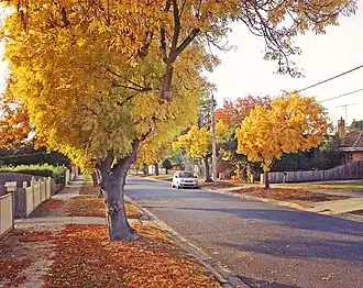 Golden ash trees on Langibanool avenue Hamlyn Heights, Victoria, Australia