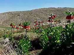 Plain of Fritillaria imperialis, Sepidan County