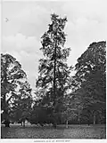 Plot elm, Westonbirt, misidentified by Henry as Goodyer's Elm, 1912